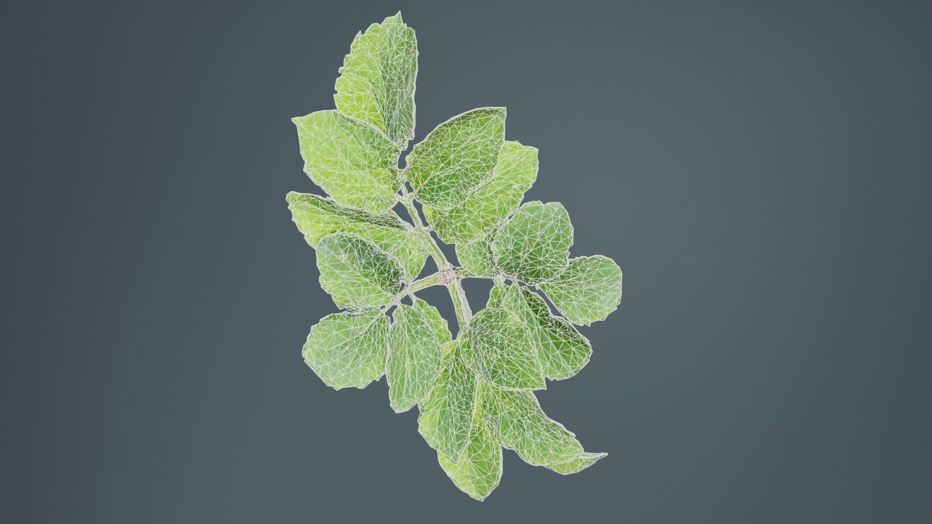 Angelica Archangelica Angelica Apiaceae Sprout 1 Low-poly 3D model_9