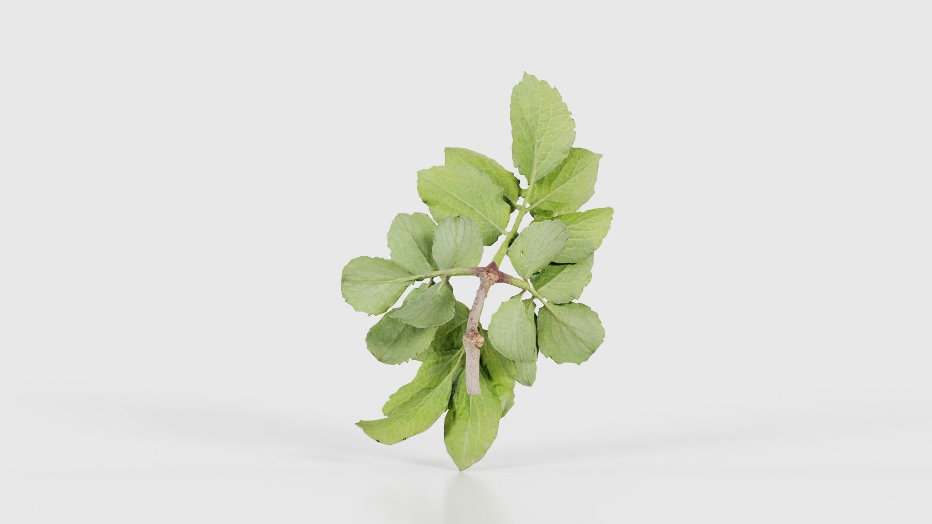 Angelica Archangelica Angelica Apiaceae Sprout 1 Low-poly 3D model_21