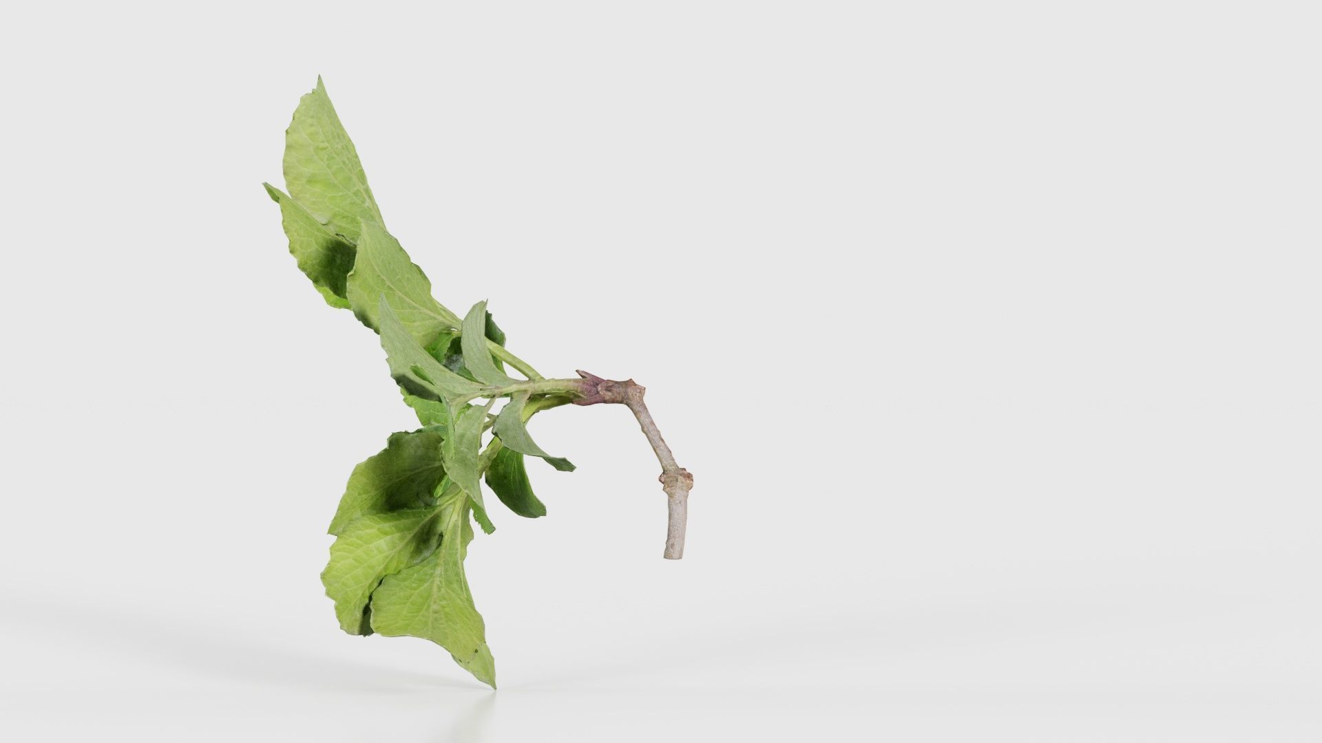 Angelica Archangelica Angelica Apiaceae Sprout 1 Low-poly 3D model_24