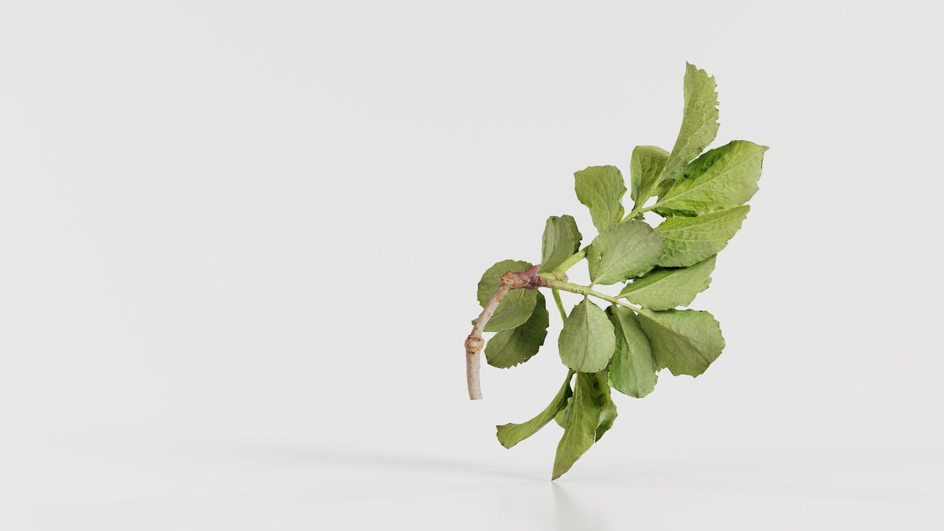 Angelica Archangelica Angelica Apiaceae Sprout 1 Low-poly 3D model_8