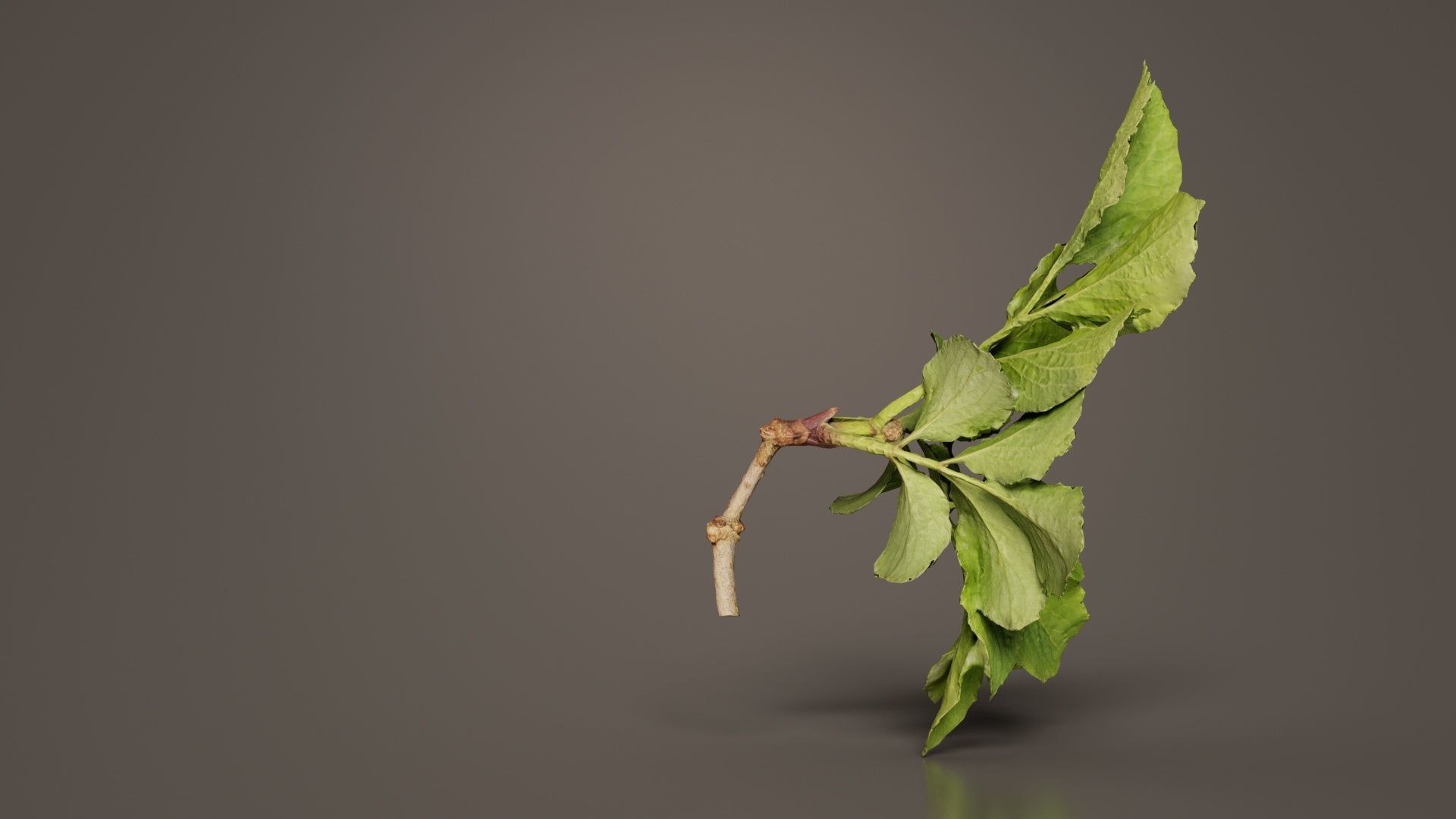 Angelica Archangelica Angelica Apiaceae Sprout 1 Low-poly 3D model_3