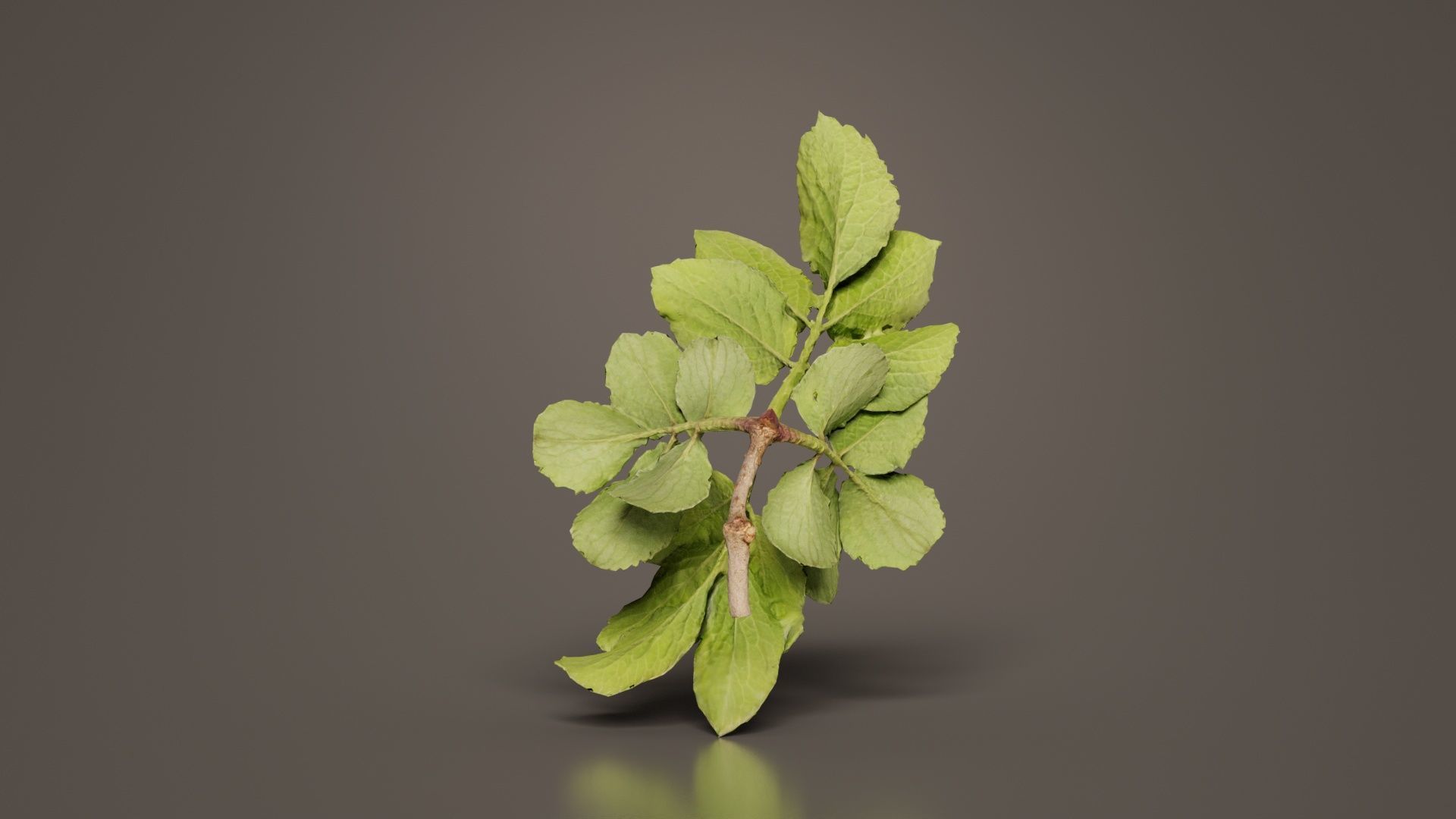 Angelica Archangelica Angelica Apiaceae Sprout 1 Low-poly 3D model_4
