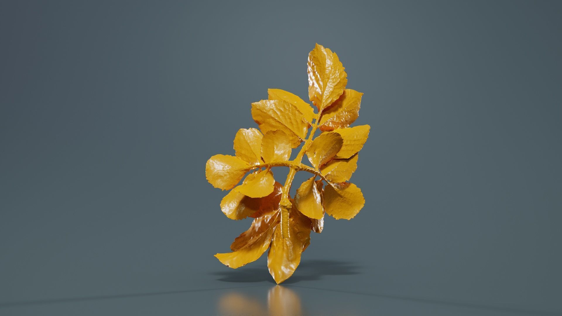 Angelica Archangelica Angelica Apiaceae Sprout 1 Low-poly 3D model_13