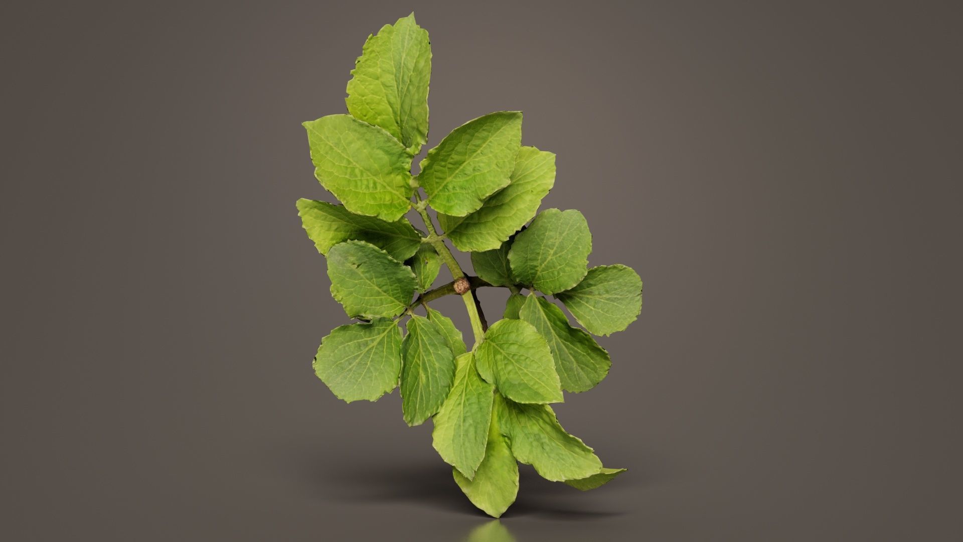 Angelica Archangelica Angelica Apiaceae Sprout 1 Low-poly 3D model_6