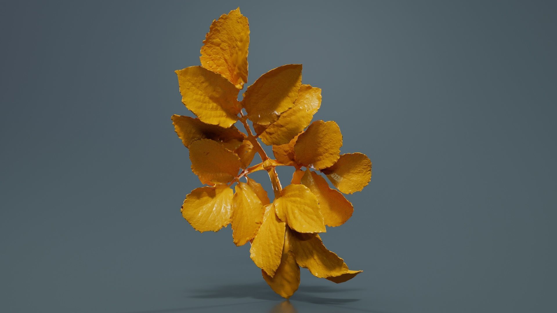 Angelica Archangelica Angelica Apiaceae Sprout 1 Low-poly 3D model_12