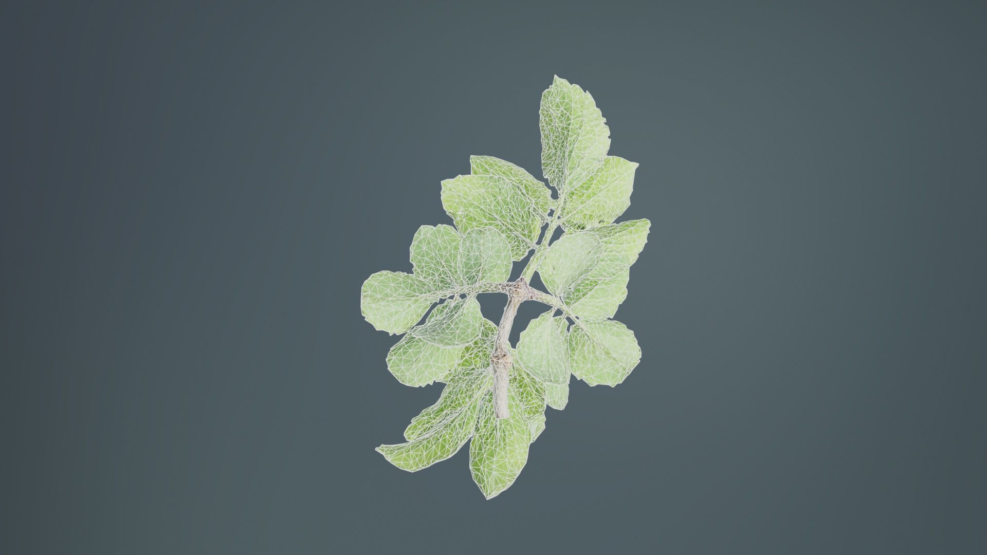 Angelica Archangelica Angelica Apiaceae Sprout 1 Low-poly 3D model_10