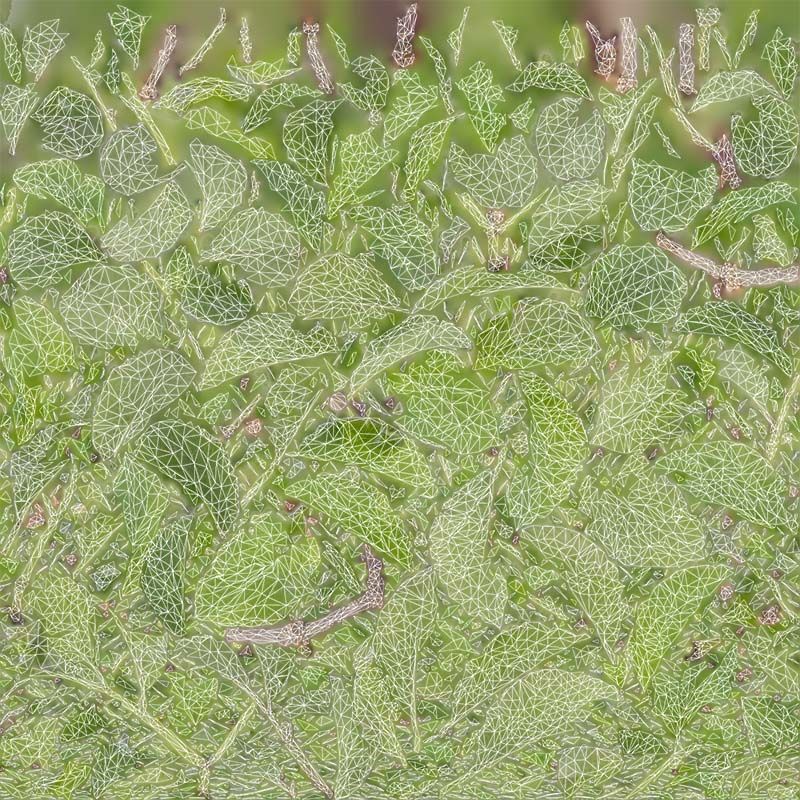 Angelica Archangelica Angelica Apiaceae Sprout 1 Low-poly 3D model_14