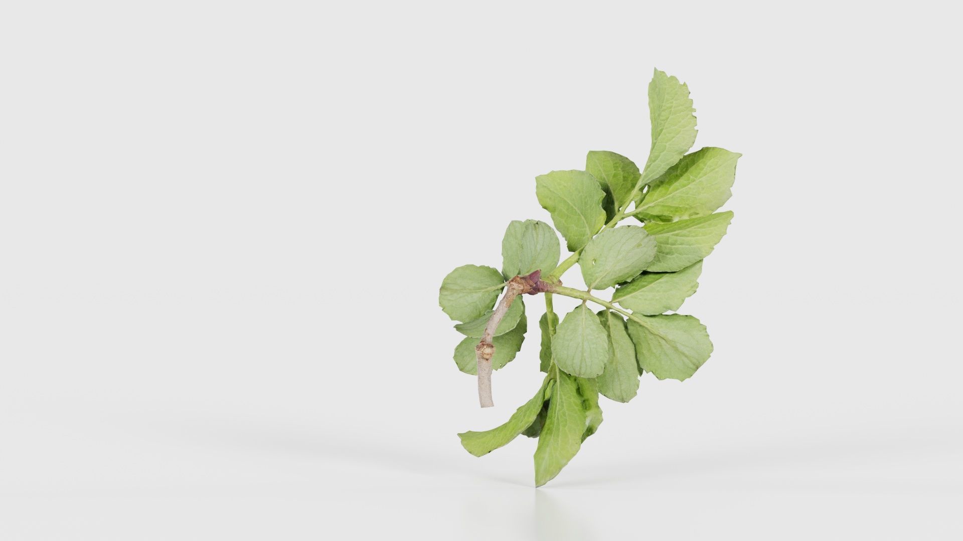 Angelica Archangelica Angelica Apiaceae Sprout 1 Low-poly 3D model_20