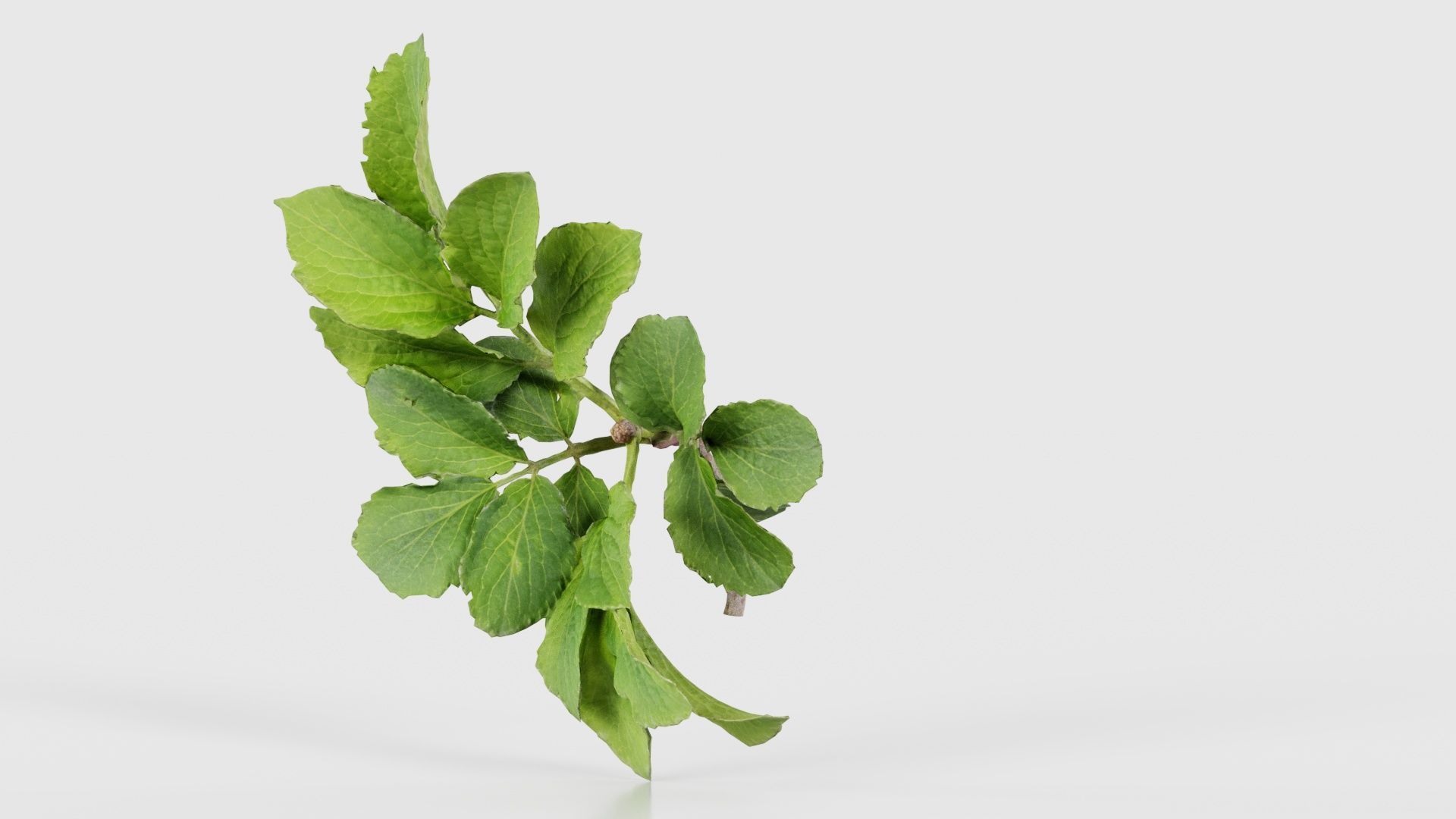 Angelica Archangelica Angelica Apiaceae Sprout 1 Low-poly 3D model_26