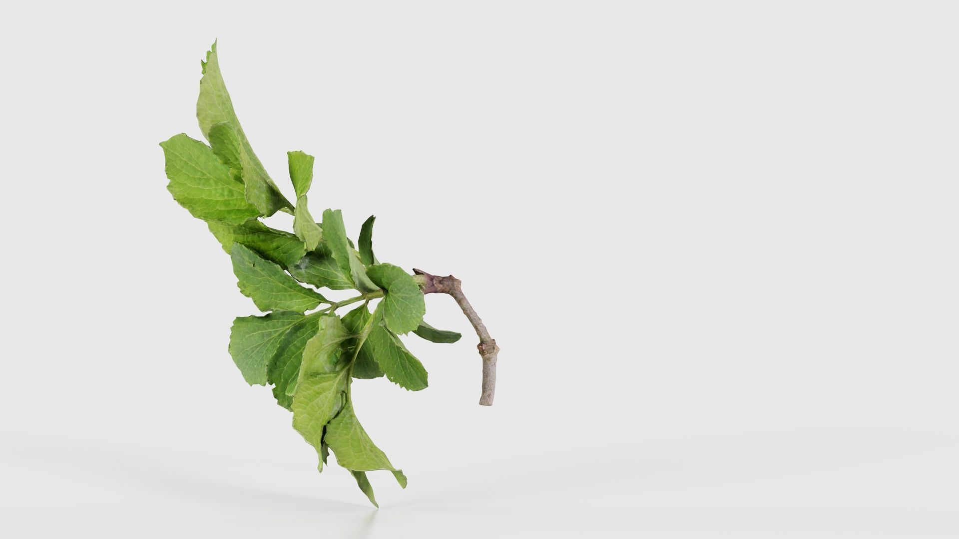 Angelica Archangelica Angelica Apiaceae Sprout 1 Low-poly 3D model_25