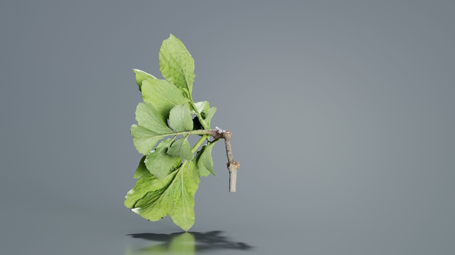 Angelica Archangelica Angelica Apiaceae Sprout 1 Low-poly 3D model_5