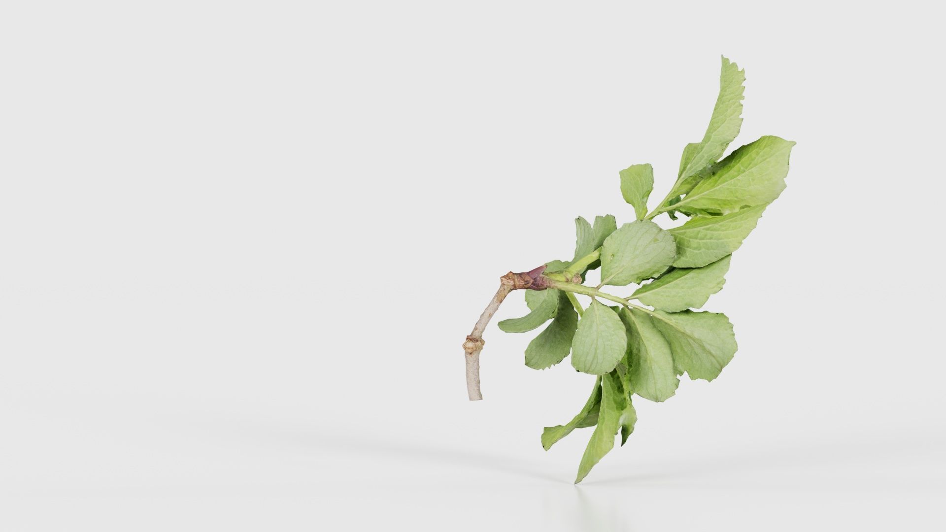 Angelica Archangelica Angelica Apiaceae Sprout 1 Low-poly 3D model_19