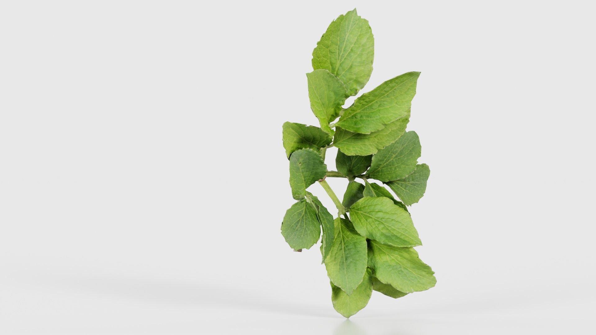 Angelica Archangelica Angelica Apiaceae Sprout 1 Low-poly 3D model_16