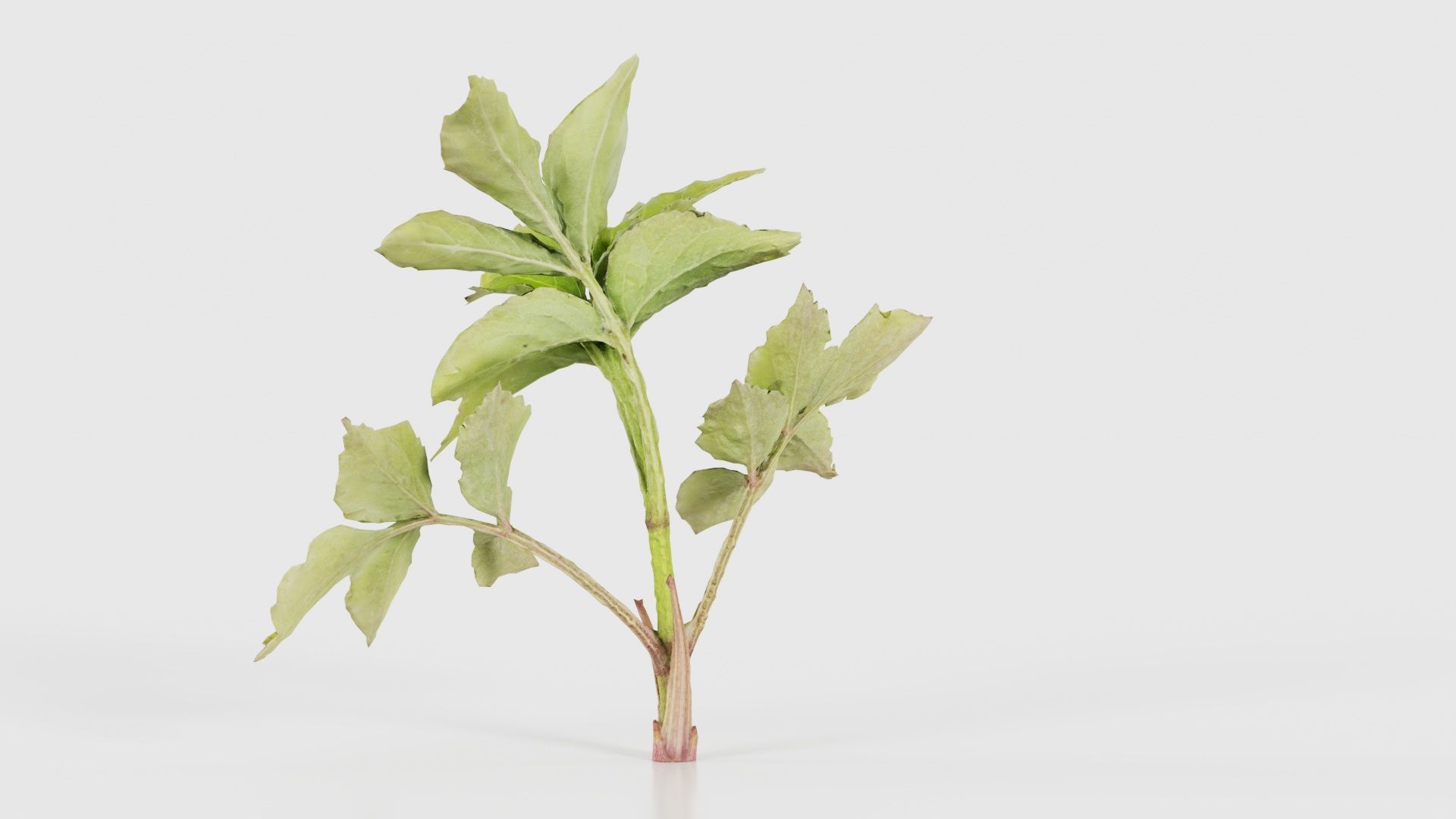 Angelica Archangelica Angelica Apiaceae Sprout 2 Low-poly 3D model_22