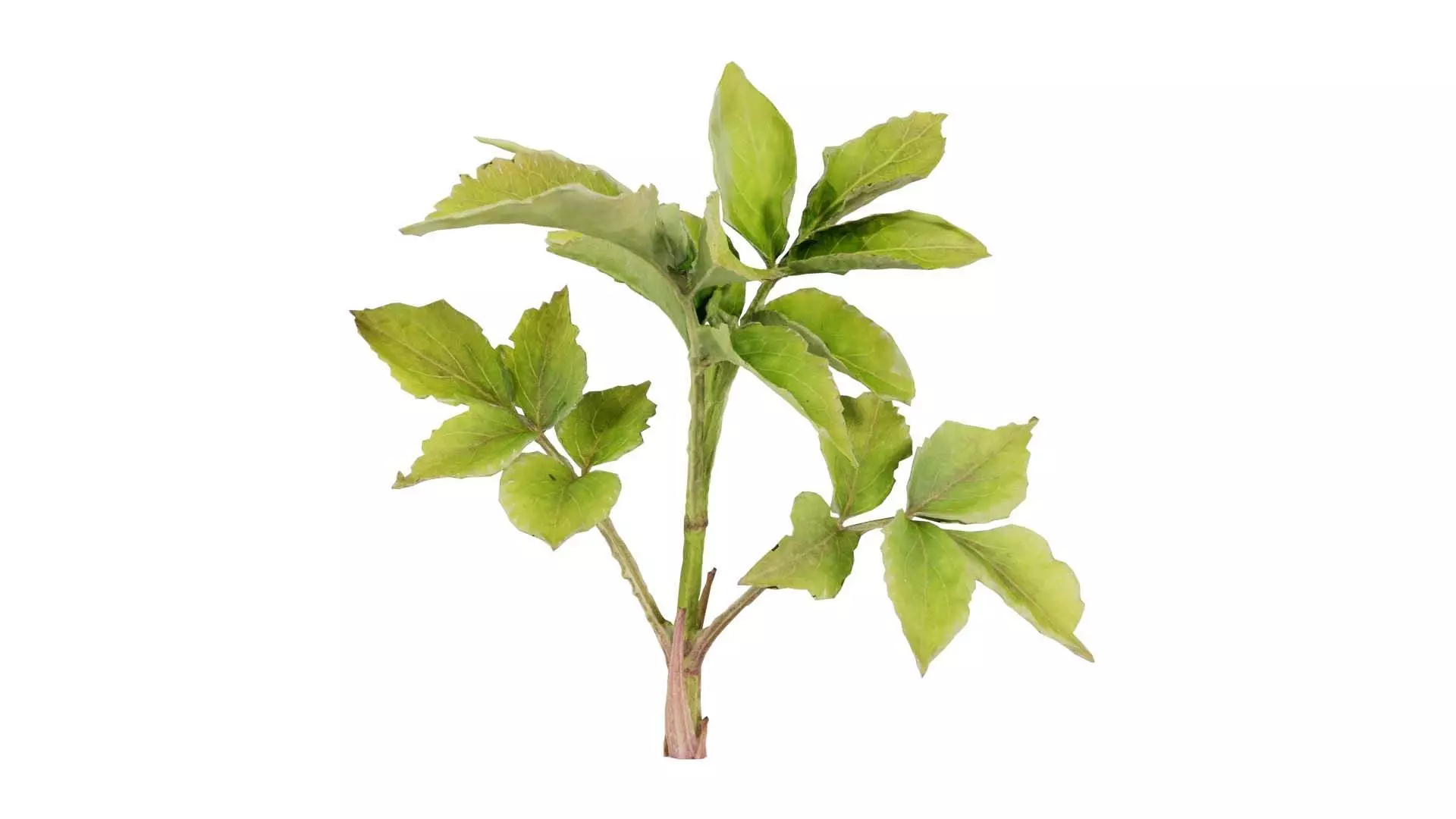 Angelica Archangelica Angelica Apiaceae Sprout 2 Low-poly 3D model_0