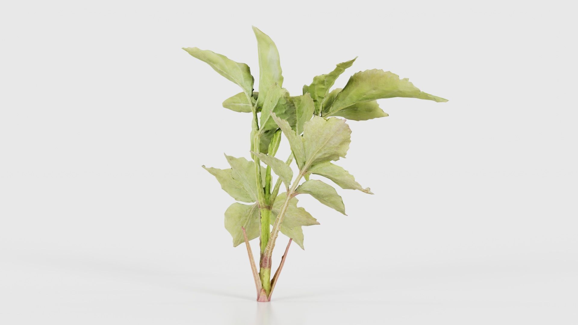 Angelica Archangelica Angelica Apiaceae Sprout 2 Low-poly 3D model_19