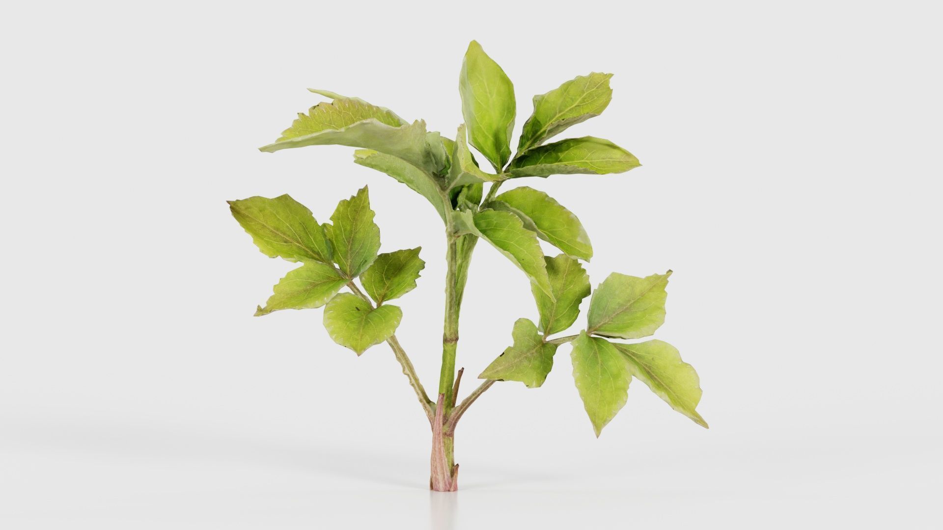 Angelica Archangelica Angelica Apiaceae Sprout 2 Low-poly 3D model_15