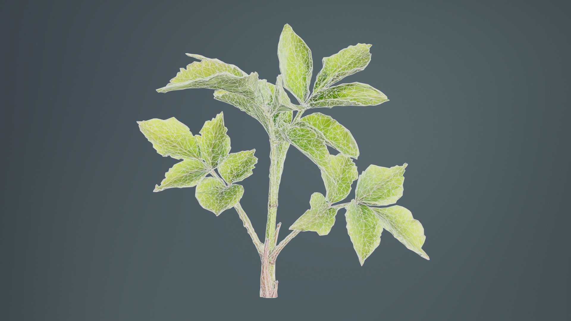 Angelica Archangelica Angelica Apiaceae Sprout 2 Low-poly 3D model_9