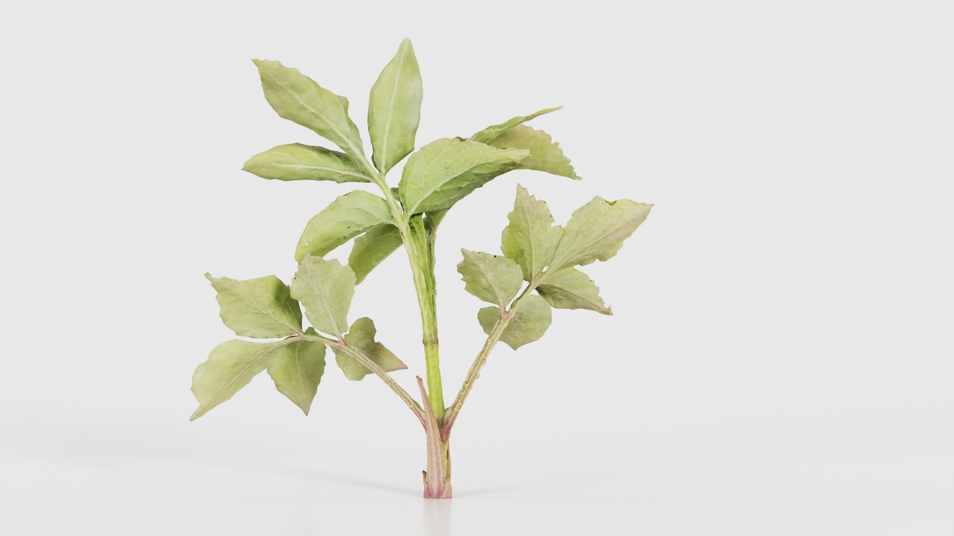 Angelica Archangelica Angelica Apiaceae Sprout 2 Low-poly 3D model_21