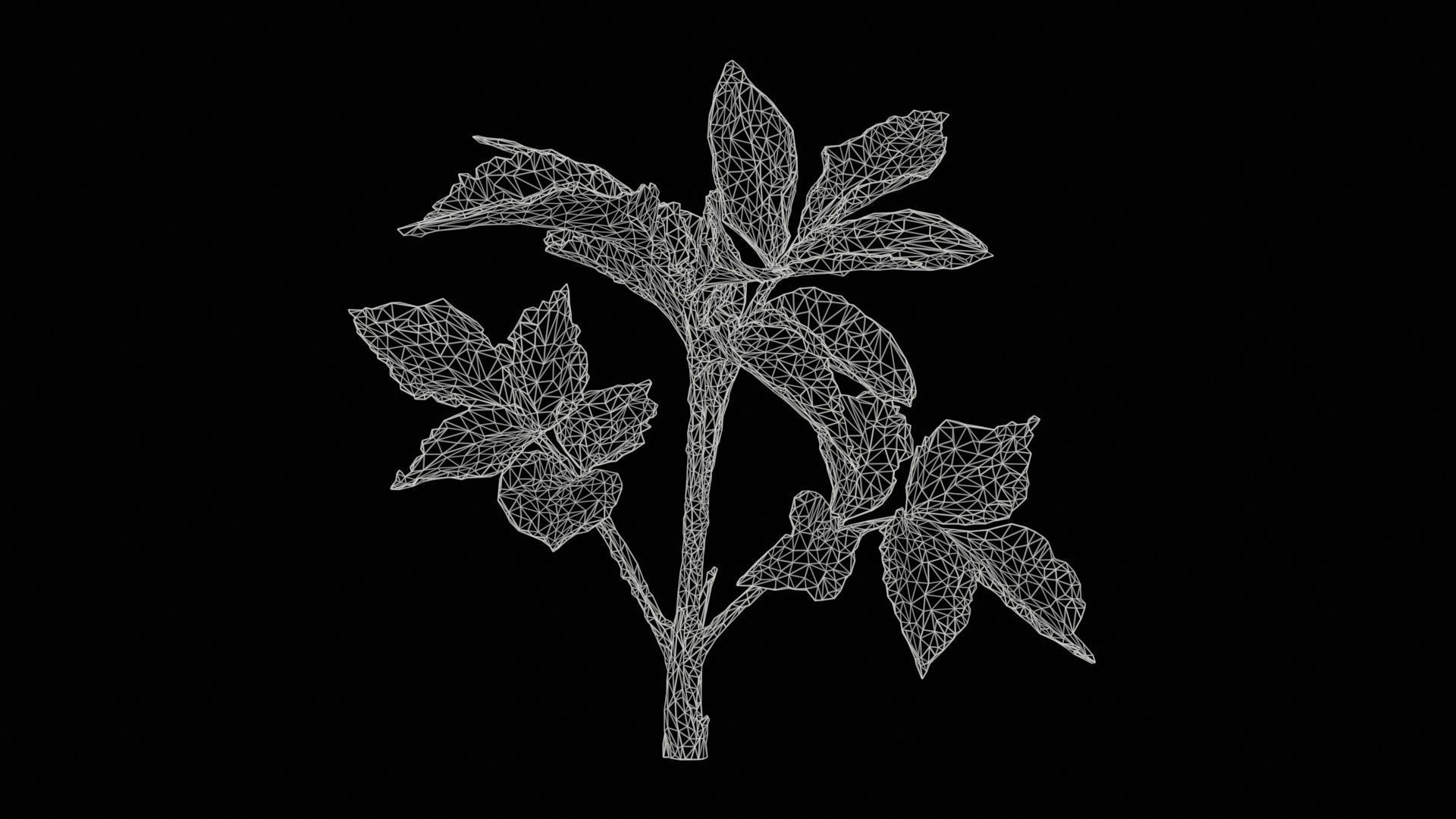 Angelica Archangelica Angelica Apiaceae Sprout 2 Low-poly 3D model_11