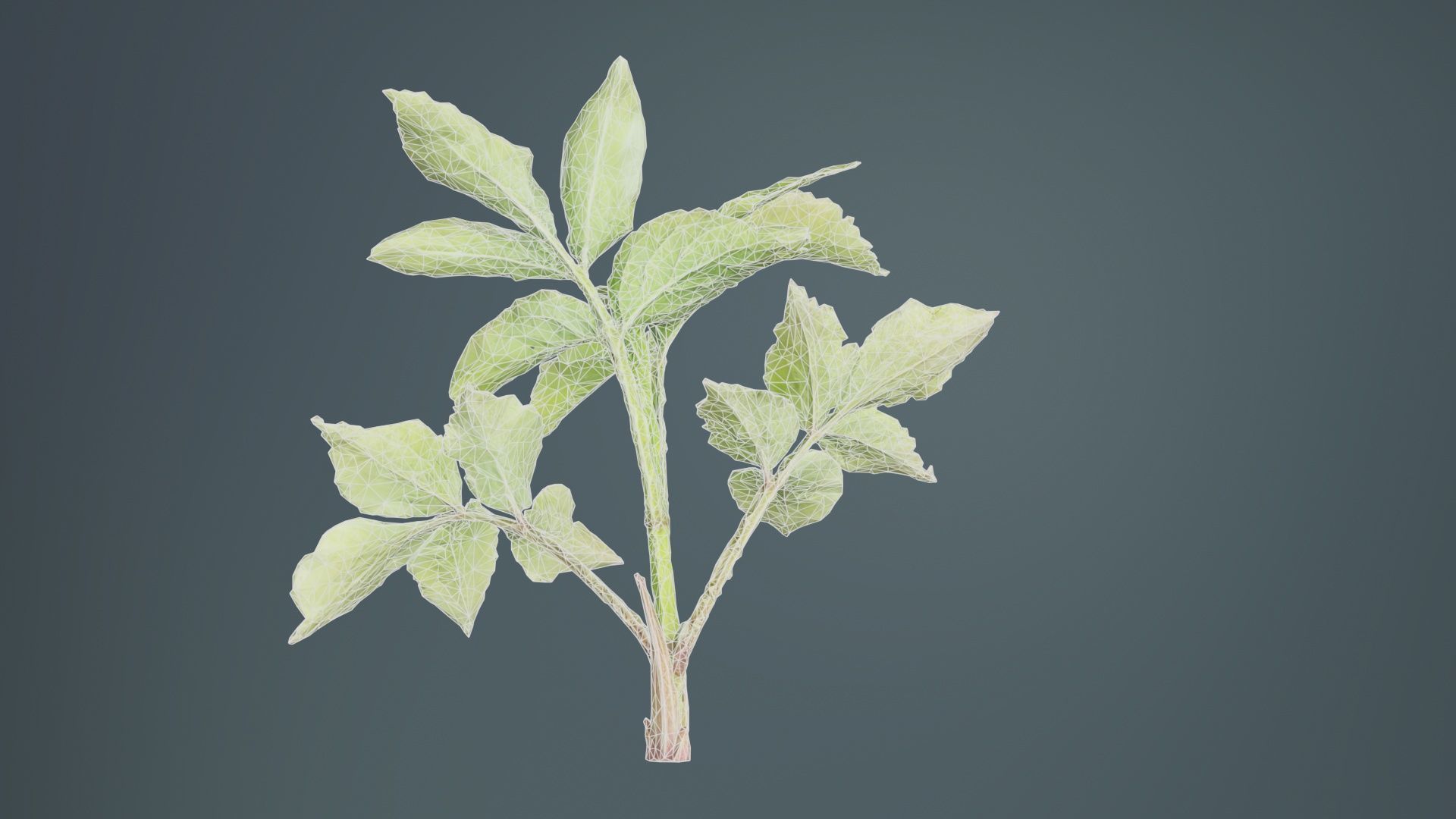 Angelica Archangelica Angelica Apiaceae Sprout 2 Low-poly 3D model_10