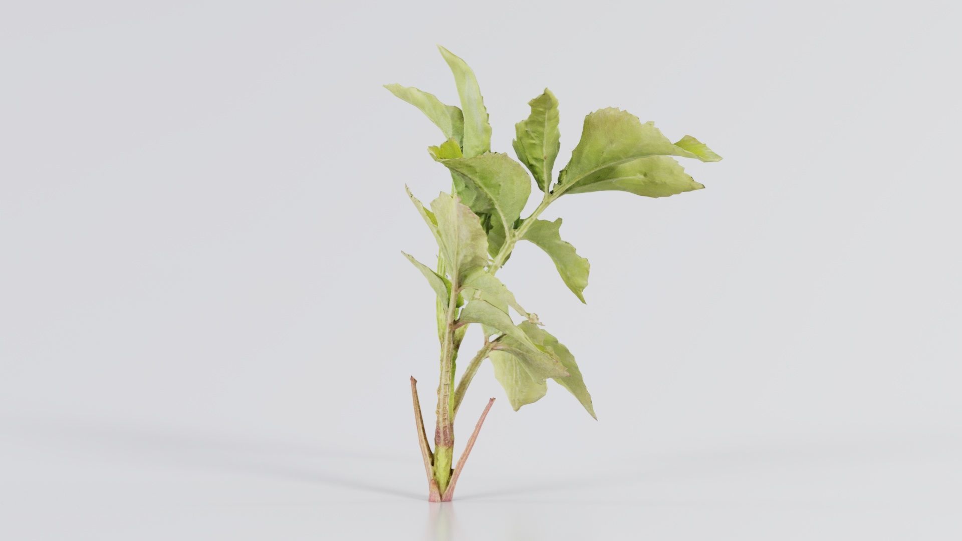 Angelica Archangelica Angelica Apiaceae Sprout 2 Low-poly 3D model_1