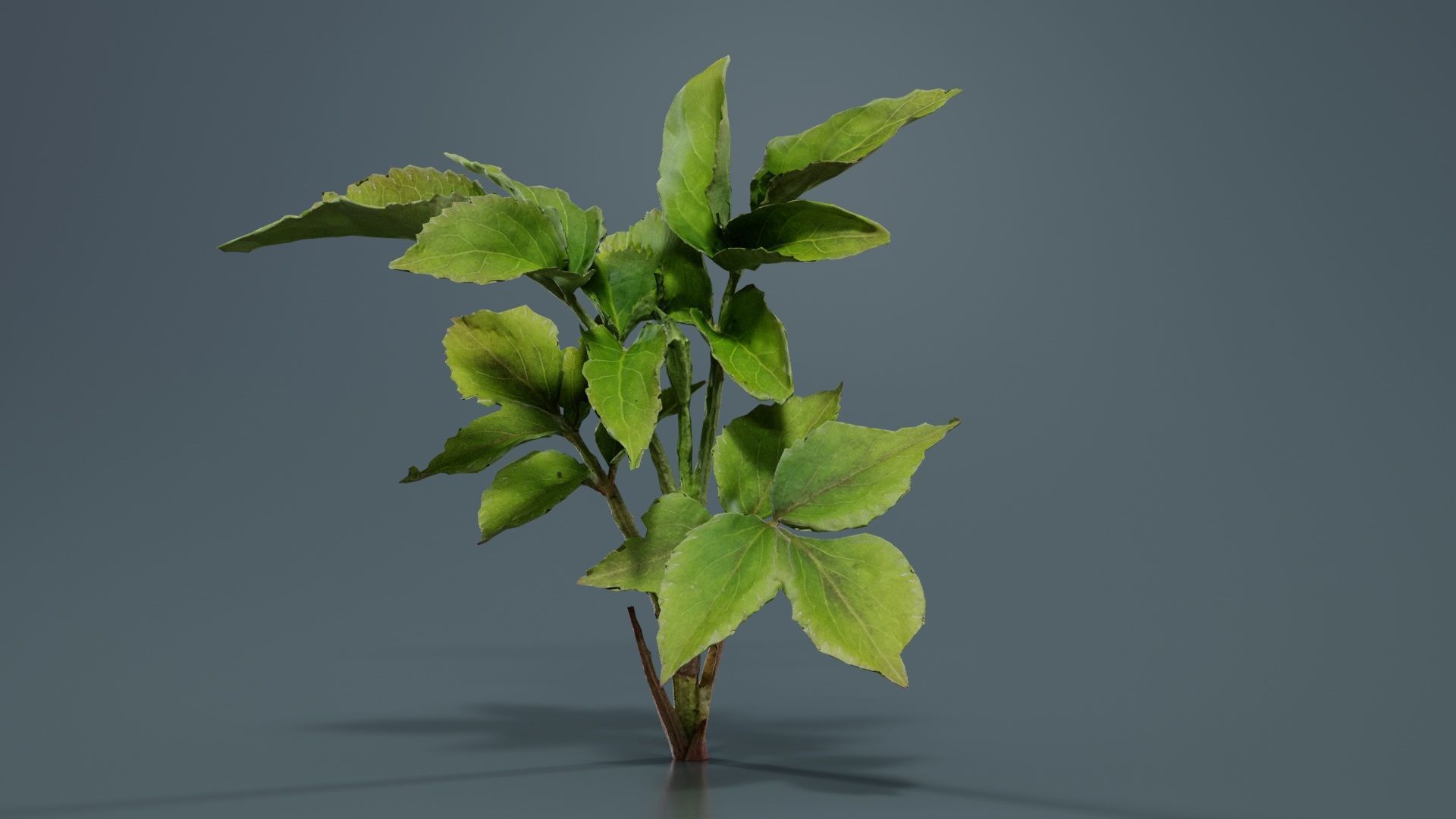 Angelica Archangelica Angelica Apiaceae Sprout 2 Low-poly 3D model_8