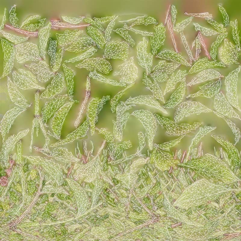 Angelica Archangelica Angelica Apiaceae Sprout 2 Low-poly 3D model_14