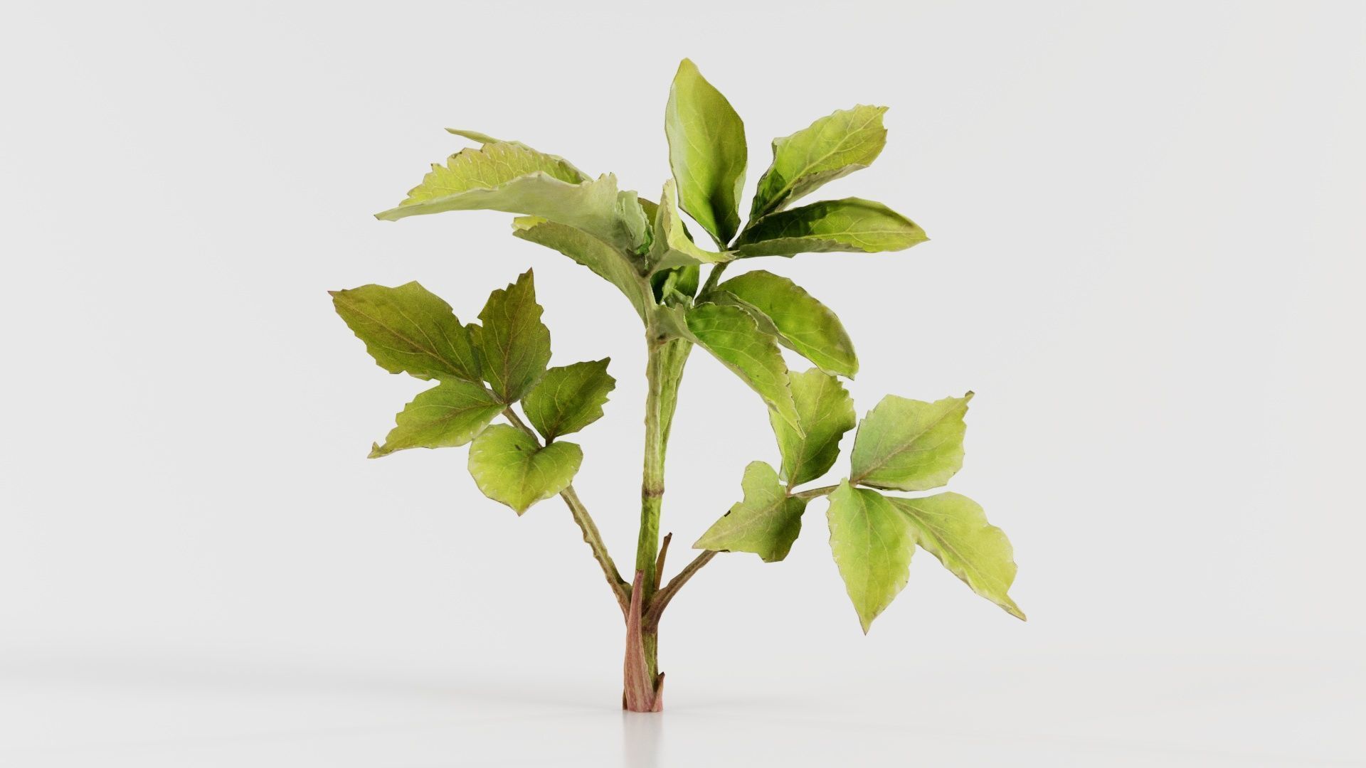 Angelica Archangelica Angelica Apiaceae Sprout 2 Low-poly 3D model_5