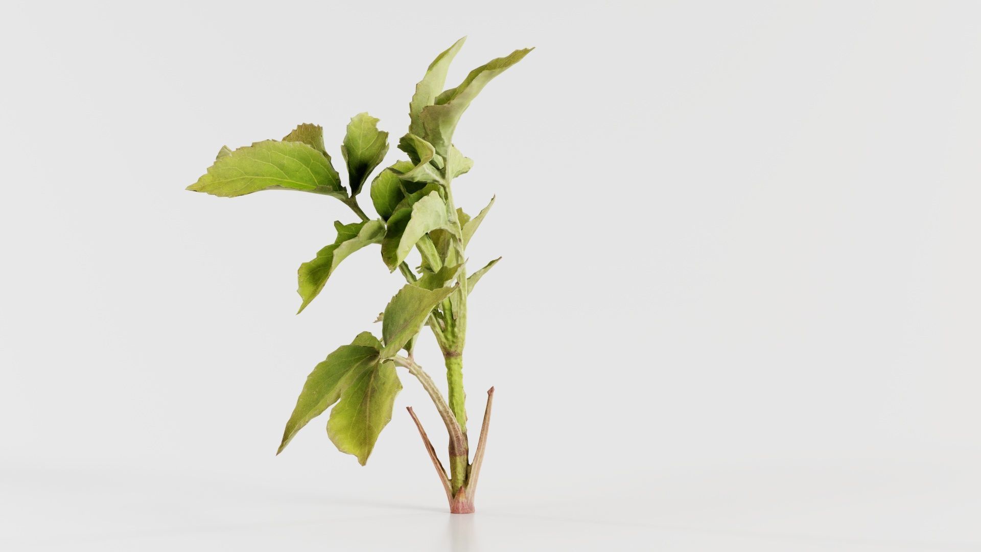 Angelica Archangelica Angelica Apiaceae Sprout 2 Low-poly 3D model_7