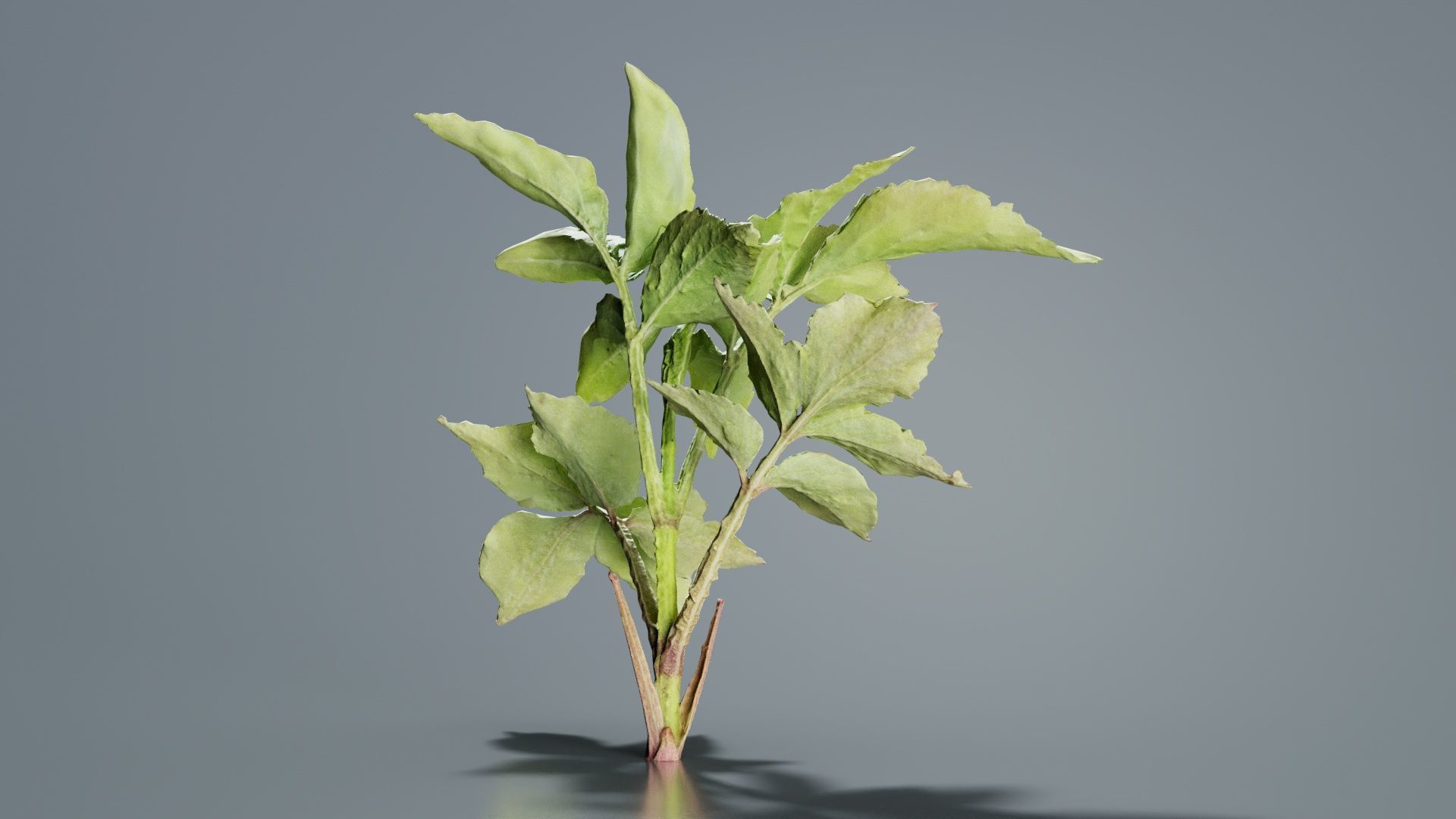 Angelica Archangelica Angelica Apiaceae Sprout 2 Low-poly 3D model_4