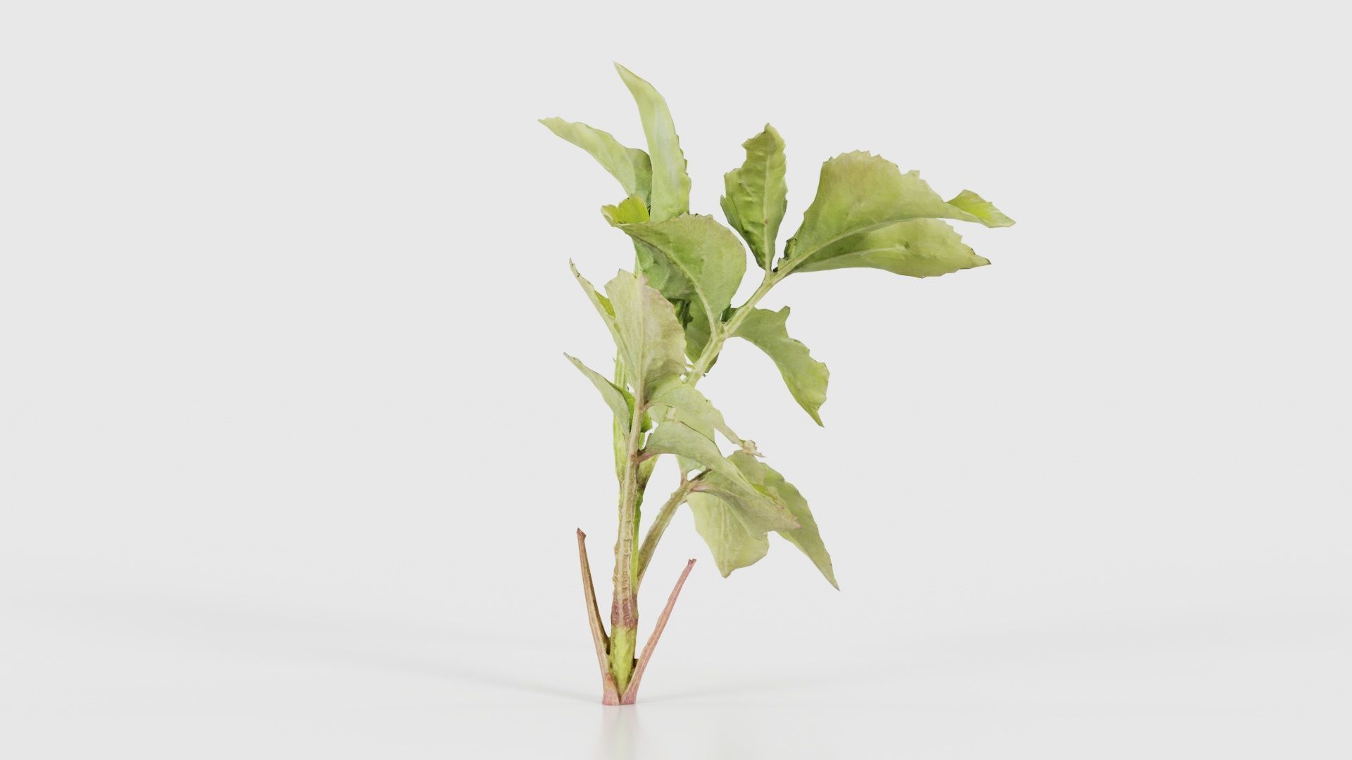 Angelica Archangelica Angelica Apiaceae Sprout 2 Low-poly 3D model_18