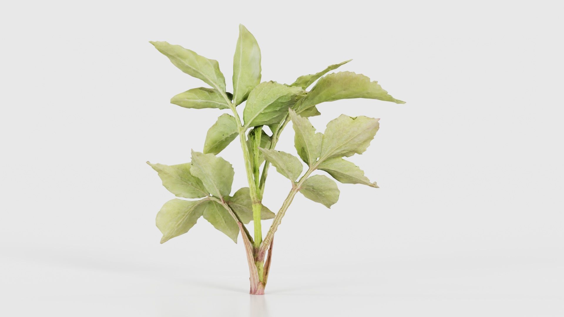 Angelica Archangelica Angelica Apiaceae Sprout 2 Low-poly 3D model_20