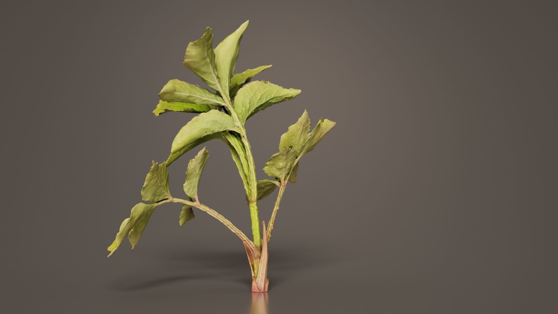 Angelica Archangelica Angelica Apiaceae Sprout 2 Low-poly 3D model_2