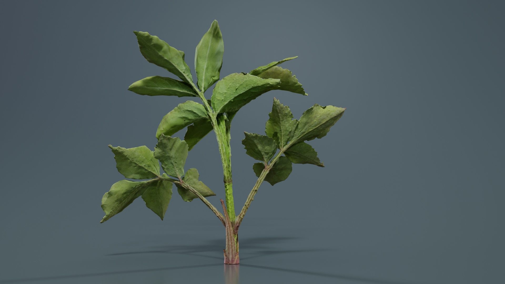 Angelica Archangelica Angelica Apiaceae Sprout 2 Low-poly 3D model_3