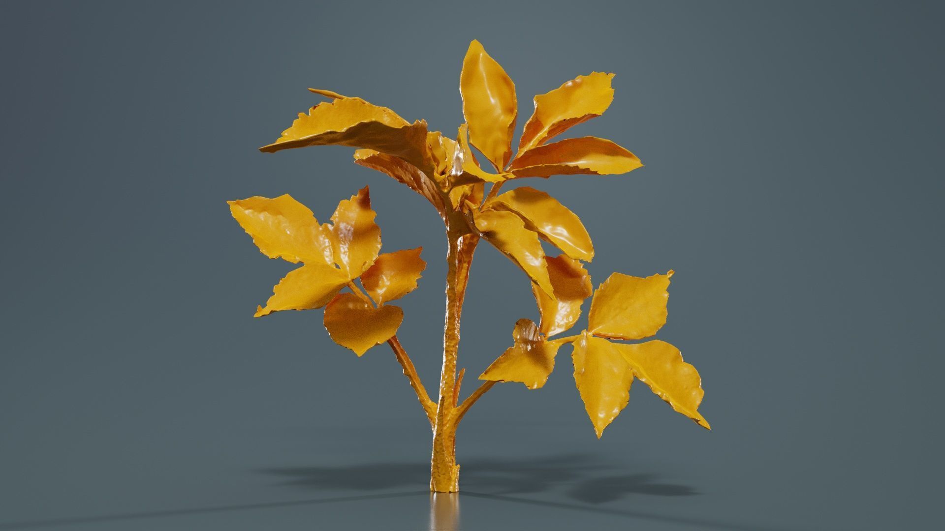 Angelica Archangelica Angelica Apiaceae Sprout 2 Low-poly 3D model_12