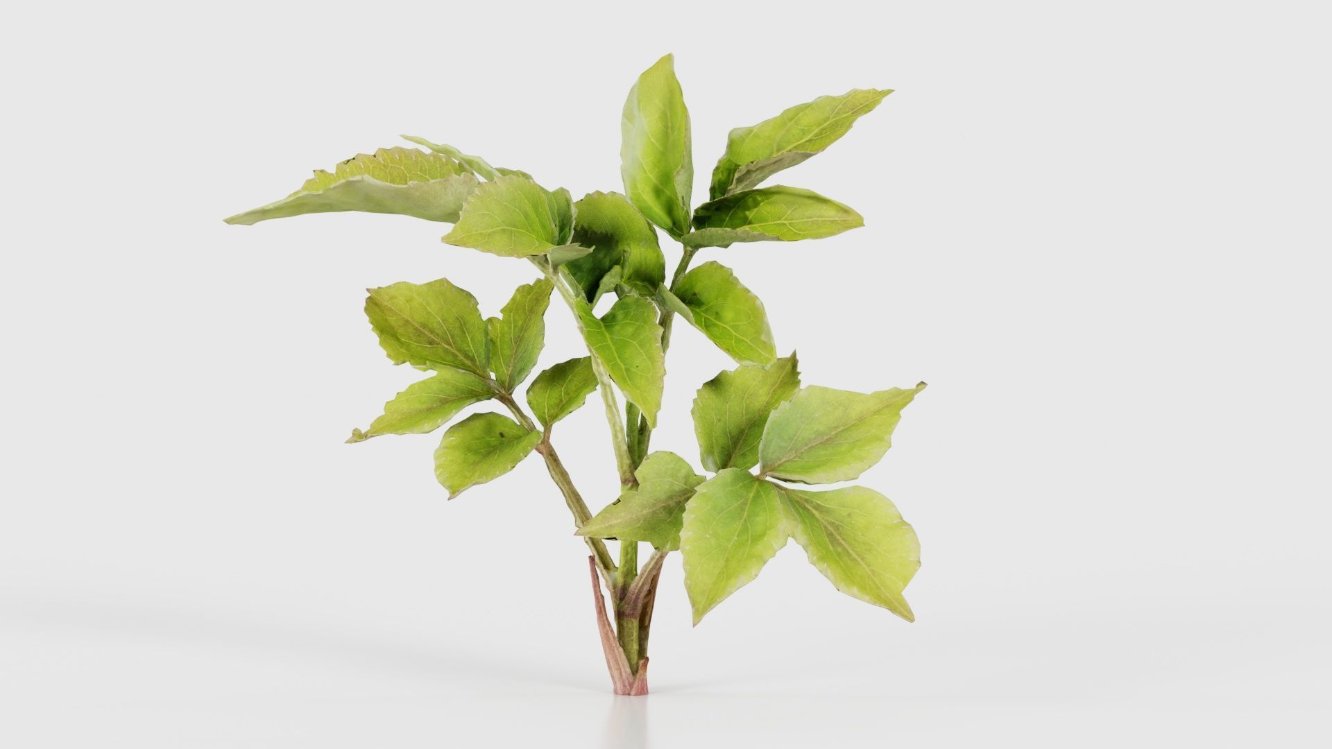 Angelica Archangelica Angelica Apiaceae Sprout 2 Low-poly 3D model_26