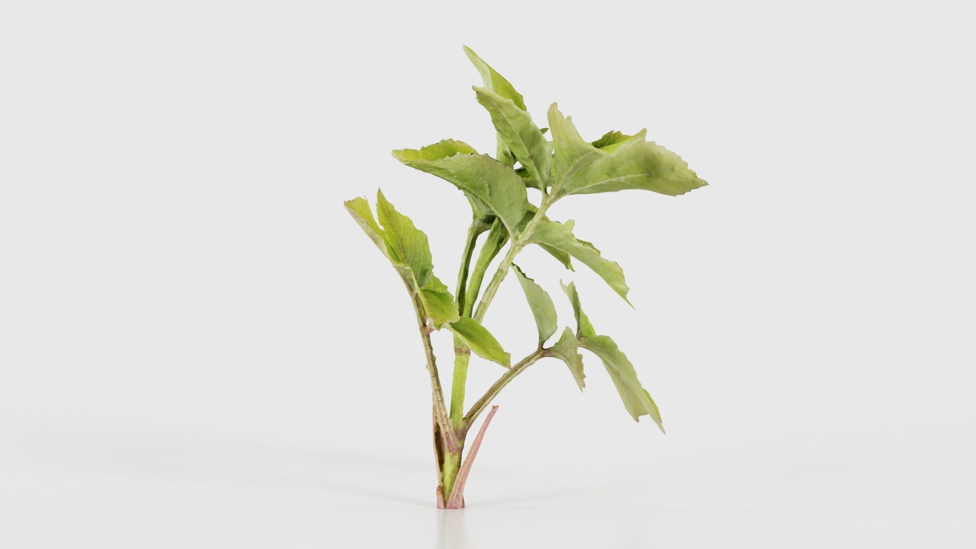 Angelica Archangelica Angelica Apiaceae Sprout 2 Low-poly 3D model_17