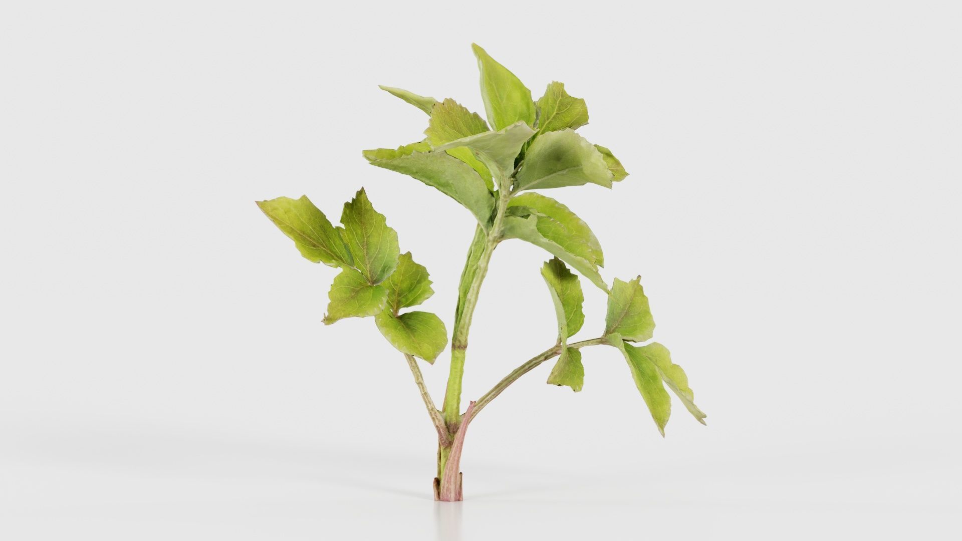 Angelica Archangelica Angelica Apiaceae Sprout 2 Low-poly 3D model_16