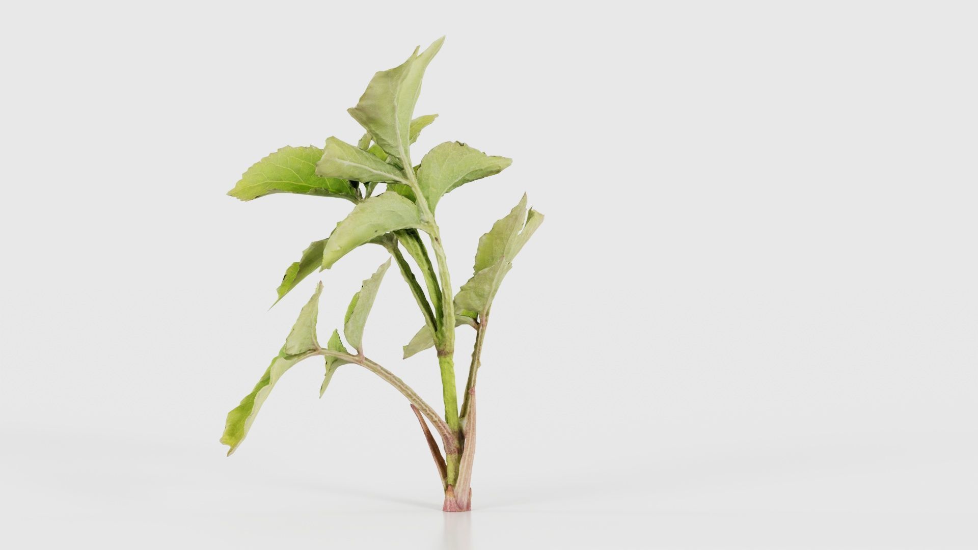 Angelica Archangelica Angelica Apiaceae Sprout 2 Low-poly 3D model_23