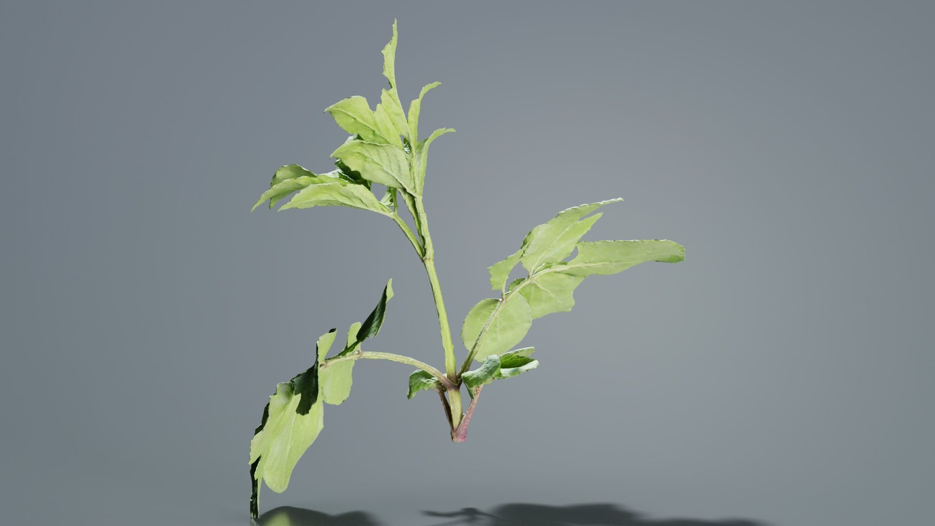 Angelica Archangelica Angelica Apiaceae Sprout 3 Low-poly 3D model_4