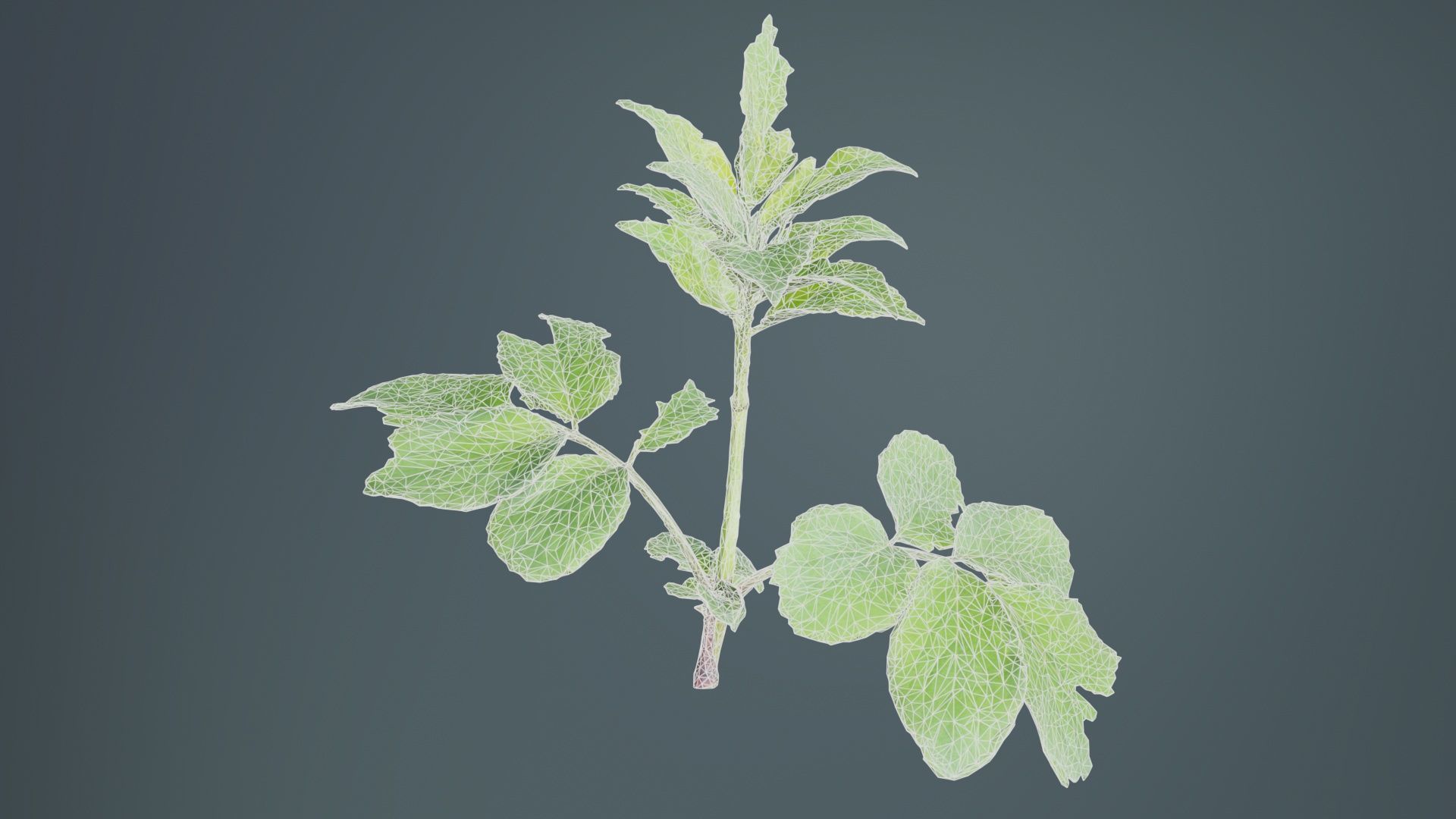 Angelica Archangelica Angelica Apiaceae Sprout 3 Low-poly 3D model_9