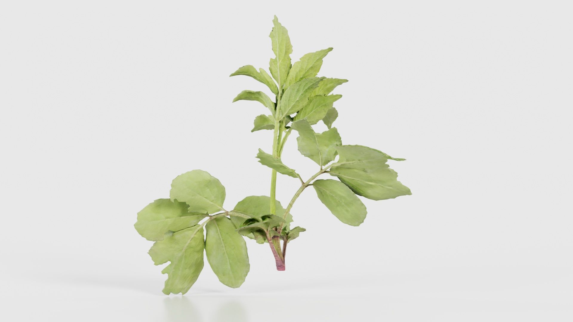 Angelica Archangelica Angelica Apiaceae Sprout 3 Low-poly 3D model_20