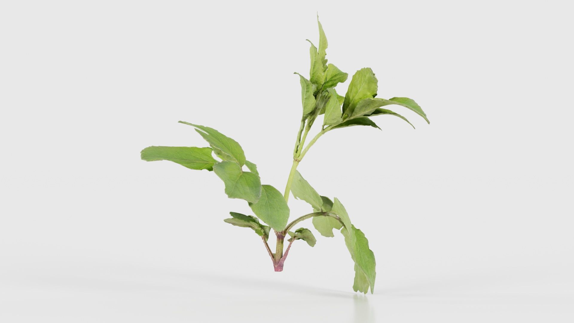 Angelica Archangelica Angelica Apiaceae Sprout 3 Low-poly 3D model_17