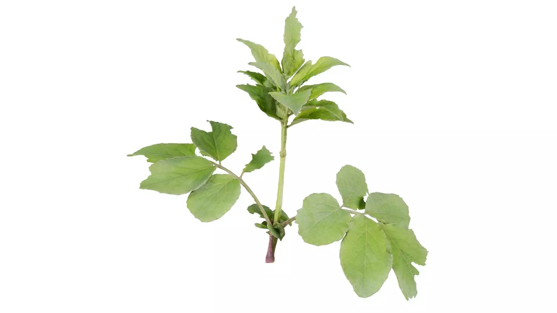 Angelica Archangelica Angelica Apiaceae Sprout 3 Low-poly 3D model_0