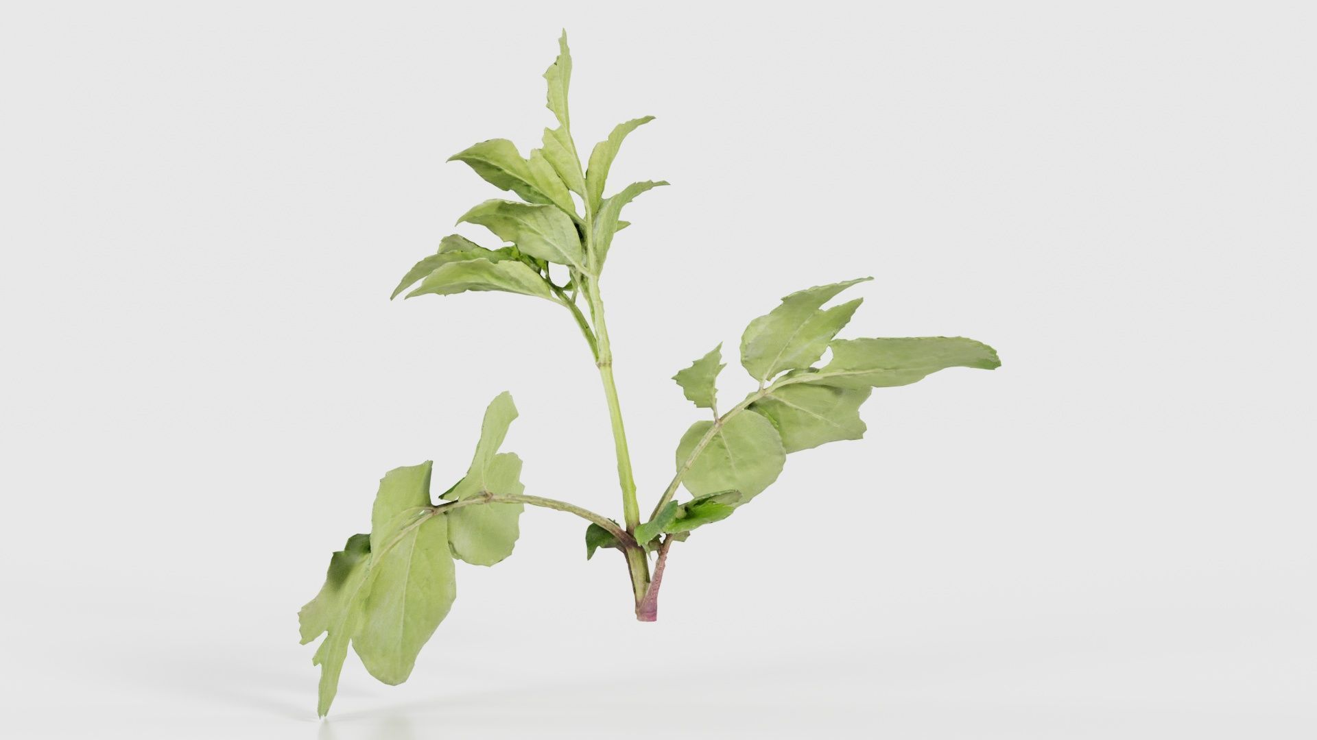 Angelica Archangelica Angelica Apiaceae Sprout 3 Low-poly 3D model_22