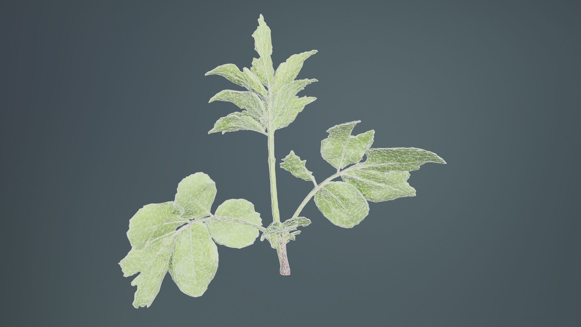 Angelica Archangelica Angelica Apiaceae Sprout 3 Low-poly 3D model_10