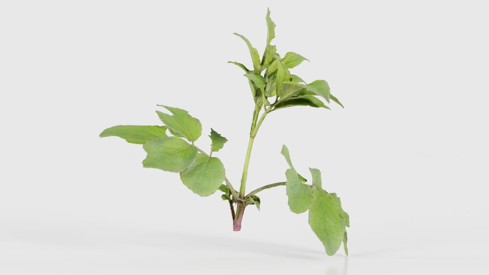 Angelica Archangelica Angelica Apiaceae Sprout 3 Low-poly 3D model_16