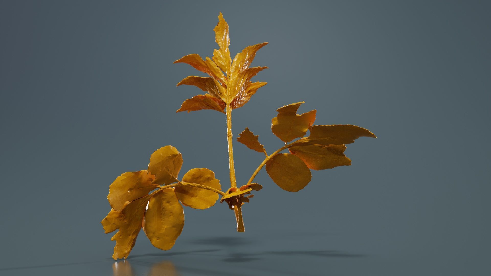 Angelica Archangelica Angelica Apiaceae Sprout 3 Low-poly 3D model_13