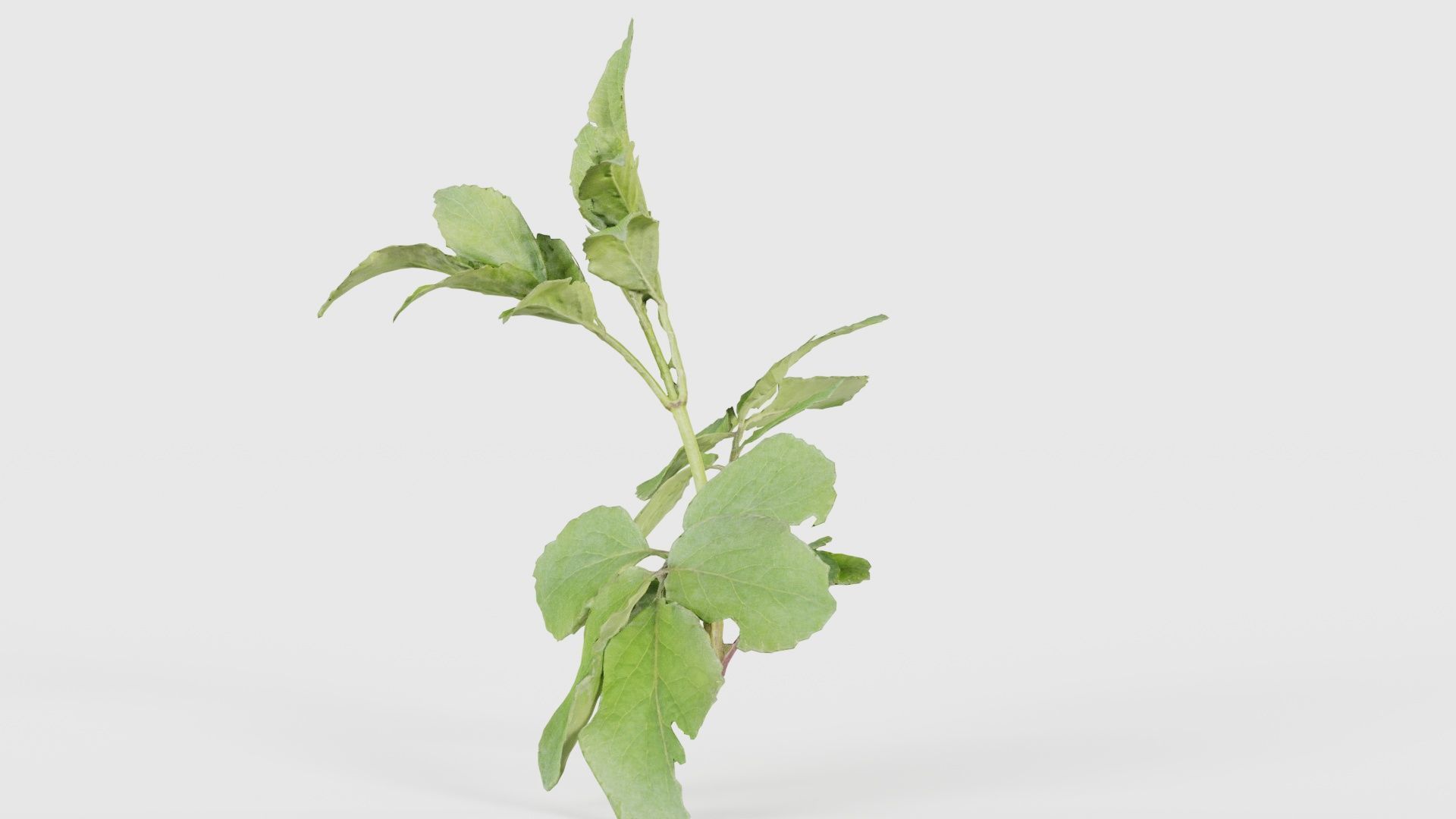 Angelica Archangelica Angelica Apiaceae Sprout 3 Low-poly 3D model_24